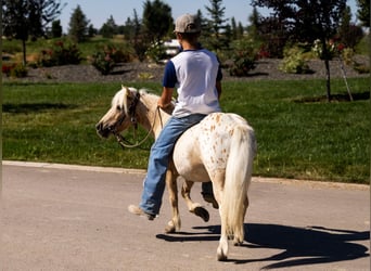 Pony of the Americas, Merrie, 4 Jaar, 102 cm