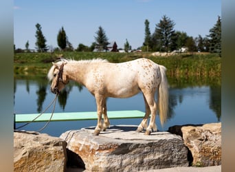 Pony of the Americas, Merrie, 4 Jaar, 102 cm