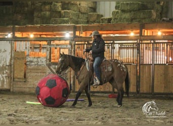 Pony of the Americas, Merrie, 4 Jaar, 145 cm, Falbe