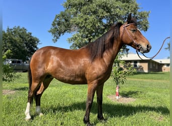 Pony of the Americas, Merrie, 6 Jaar, 127 cm, Roodbruin