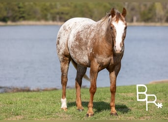 Pony of the Americas, Merrie, 6 Jaar, 142 cm, Donkere-vos