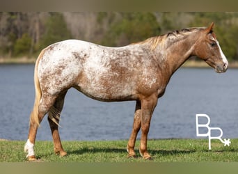 Pony of the Americas, Merrie, 6 Jaar, 142 cm, Donkere-vos