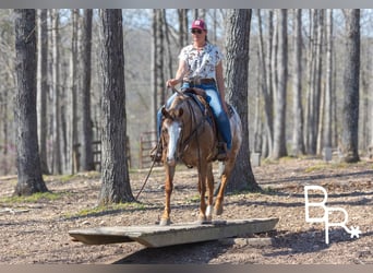 Pony of the Americas, Merrie, 6 Jaar, 142 cm, Donkere-vos