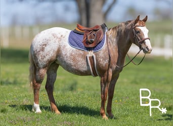 Pony of the Americas, Merrie, 6 Jaar, 142 cm, Donkere-vos