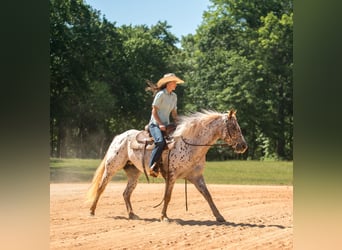 Pony of the Americas, Merrie, 6 Jaar, Donkere-vos