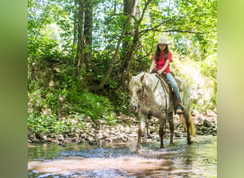 Pony of the Americas, Merrie, 6 Jaar, Donkere-vos