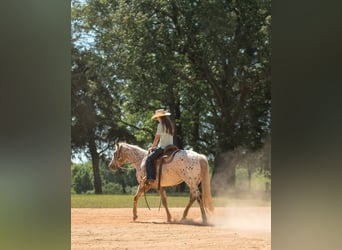 Pony of the Americas, Merrie, 6 Jaar, Donkere-vos