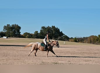 Pony of the Americas, Merrie, 7 Jaar, 142 cm, Palomino