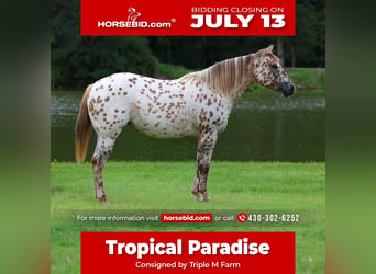 Pony of the Americas, Merrie, 7 Jaar, 142 cm, Roodvos