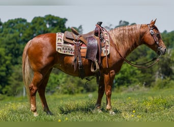 Pony of the Americas, Merrie, 7 Jaar, 142 cm, Roodvos