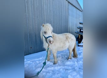 Pony of the Americas, Merrie, 7 Jaar, 99 cm, Wit