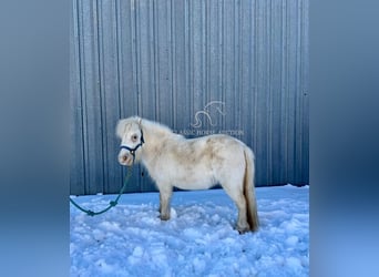 Pony of the Americas, Merrie, 7 Jaar, 99 cm, Wit