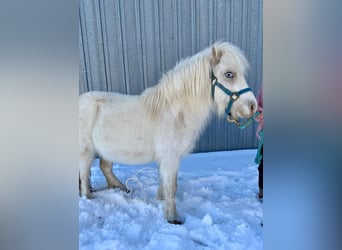 Pony of the Americas, Merrie, 7 Jaar, 99 cm, Wit