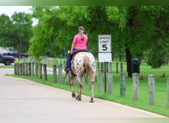 Pony of the Americas, Merrie, 7 Jaar