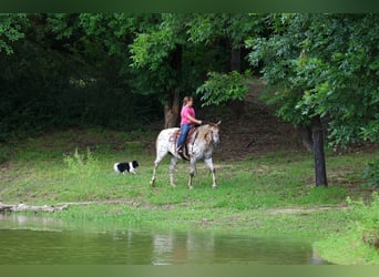 Pony of the Americas, Merrie, 7 Jaar