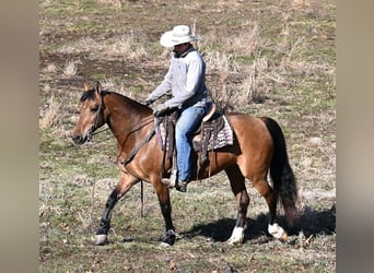 Pony of the Americas, Merrie, 8 Jaar, 137 cm, Falbe