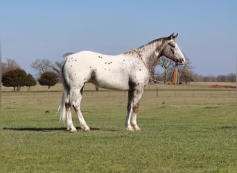 Pony of the Americas, Merrie, 8 Jaar, 145 cm, Donkere-vos