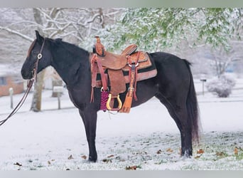 Pony of the Americas, Merrie, 9 Jaar, 135 cm, Zwart