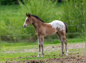 Pony of the Americas, Merrie, veulen (04/2023), 140 cm