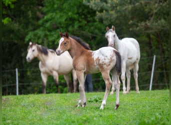 Pony of the Americas, Merrie, veulen (04/2023), 140 cm