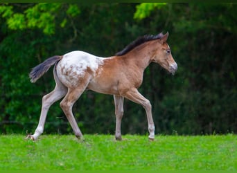 Pony of the Americas, Merrie, veulen (04/2023), 140 cm