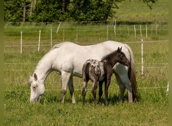 Pony of the Americas, Merrie, veulen (04/2024), 140 cm, Zwart