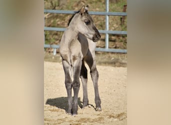 Pony of the Americas, Merrie, Veulen (01/2026), 145 cm, Grullo