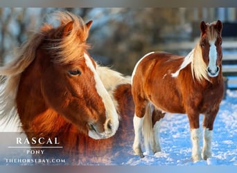Pony of the Americas, Ruin, 10 Jaar, 127 cm, Tobiano-alle-kleuren