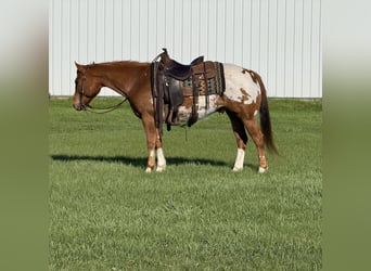 Pony of the Americas, Ruin, 10 Jaar, 142 cm, Roodvos