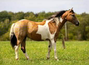 Pony of the Americas, Ruin, 11 Jaar, 130 cm, Buckskin