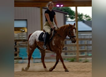 Pony of the Americas, Ruin, 12 Jaar, 140 cm, Roan-Red