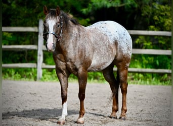 Pony of the Americas, Ruin, 12 Jaar, Donkere-vos