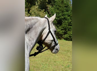 Pony of the Americas, Ruin, 14 Jaar, 122 cm