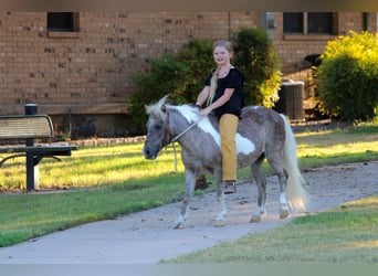 Pony of the Americas, Ruin, 14 Jaar, 91 cm, Buckskin