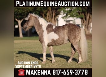 Pony of the Americas, Ruin, 15 Jaar, 91 cm, Buckskin