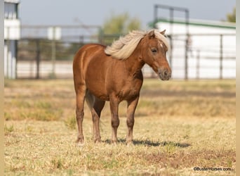 Pony of the Americas, Ruin, 17 Jaar, 99 cm, Donkere-vos