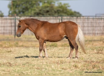 Pony of the Americas, Ruin, 17 Jaar, 99 cm, Donkere-vos