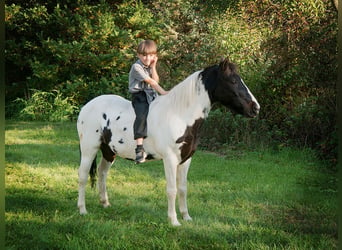 Pony of the Americas, Ruin, 18 Jaar, 124 cm, Tobiano-alle-kleuren