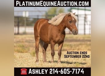 Pony of the Americas, Ruin, 18 Jaar, 99 cm, Donkere-vos