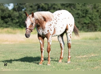 Pony of the Americas, Ruin, 1 Jaar, 130 cm, Donkere-vos