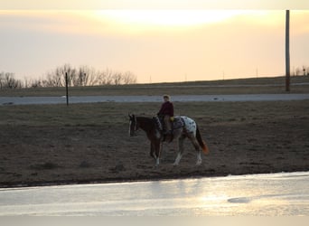 Pony of the Americas Mix, Ruin, 4 Jaar, 145 cm