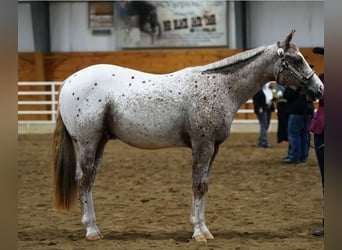 Pony of the Americas, Ruin, 4 Jaar, 147 cm, Donkere-vos