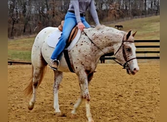 Pony of the Americas, Ruin, 4 Jaar, 147 cm, Roan-Red