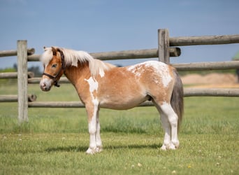 Pony of the Americas Mix, Ruin, 4 Jaar, Gevlekt-paard