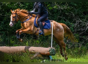 Pony of the Americas, Ruin, 5 Jaar, 140 cm, Red Dun