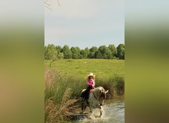 Pony of the Americas, Ruin, 5 Jaar, 142 cm, Buckskin