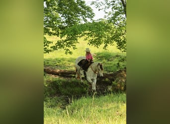 Pony of the Americas, Ruin, 5 Jaar, 142 cm, Buckskin