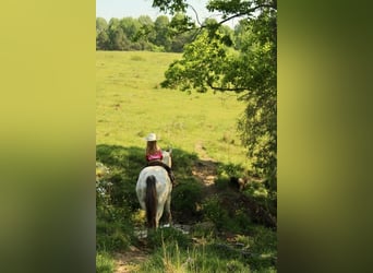 Pony of the Americas, Ruin, 5 Jaar, 142 cm, Buckskin