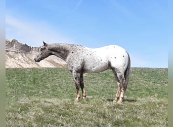Pony of the Americas, Ruin, 5 Jaar, 145 cm, Appaloosa