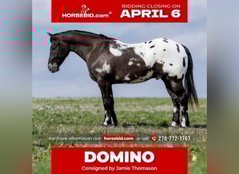 Pony of the Americas Mix, Ruin, 5 Jaar, 145 cm, Gevlekt-paard